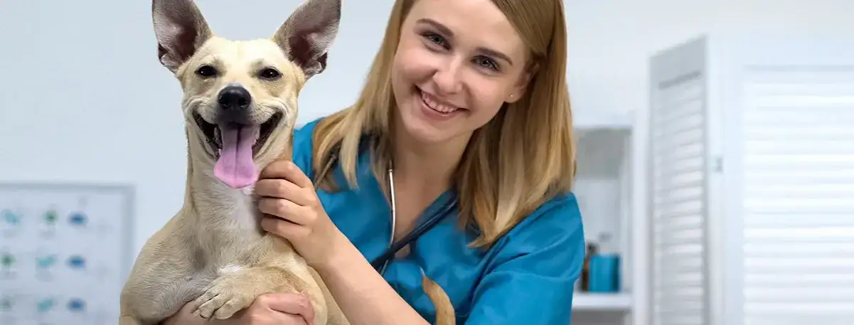 Czy weterynarz to doktor? Prawda o tytułach i kwalifikacjach