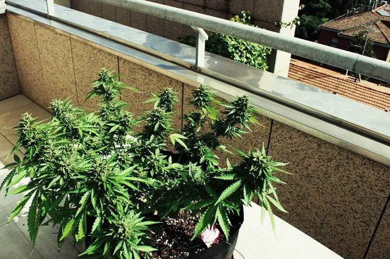 Uprawa marihuany na parapecie: Poradnik bez lamp i z prawem