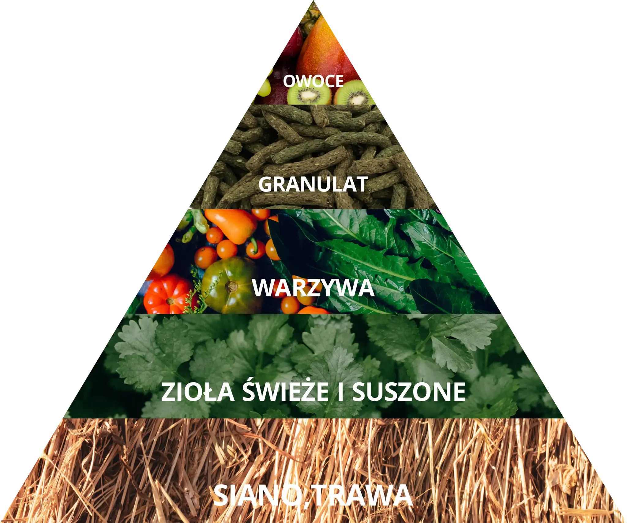 Co może jeść królik miniaturka? Kompletny poradnik żywienia