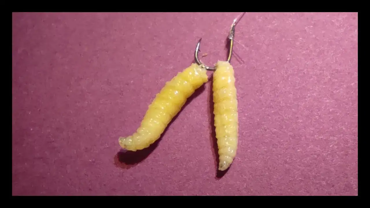 Jakie ryby biorą na białe robaki? Sprawdź skuteczność tej przynęty