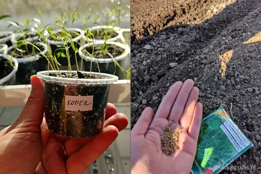 Koperek w doniczce: uprawa krok po kroku. Zawsze świeży i aromatyczny!