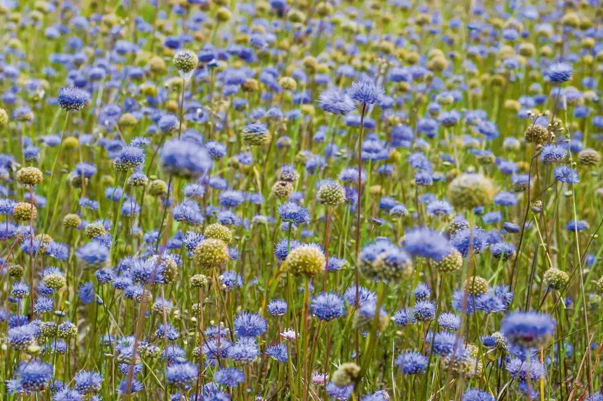 Jakie rośliny na piaszczystą glebę wybrać, aby uniknąć niepowodzeń?