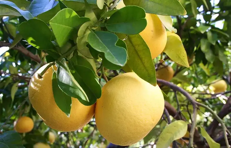 Kiedy jest sezon na grejpfruty i jak wybrać najlepsze owoce?