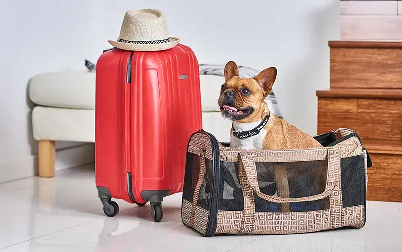 Paszport dla psa: Gdzie, jak i za ile? Kompletny poradnik