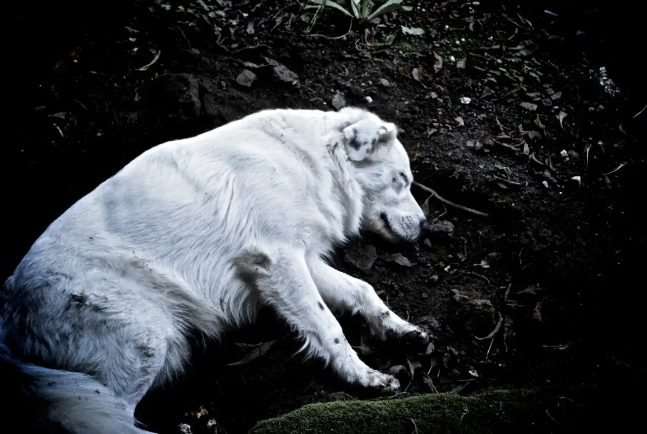 Co się dzieje z psem po śmierci? Emocjonalne aspekty i opcje działania