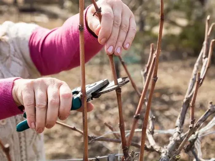 Przycinanie winogron: Jak ciąć dla zdrowia i plonów?
