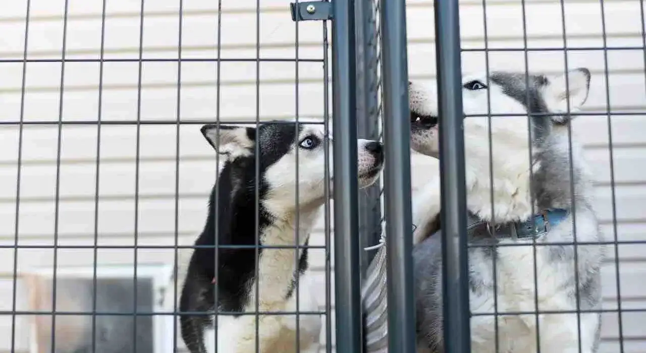 Jak założyć hotel dla psów: uniknij najczęstszych błędów i kosztów