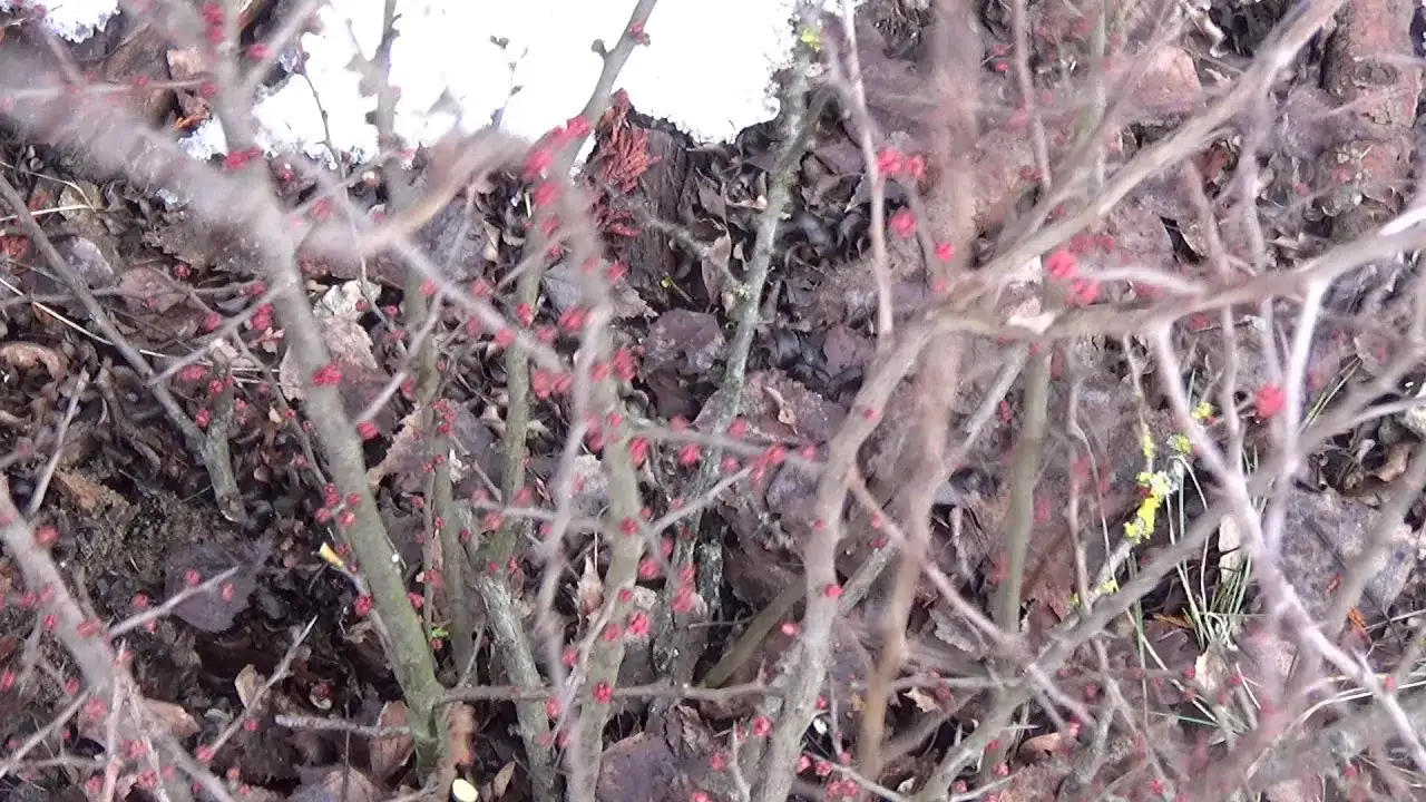 Jak i kiedy przycinać pigwowca, aby uniknąć błędów i chorób