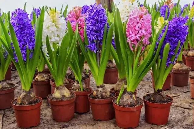 Jak długo kwitnie hiacynt? Poznaj sekrety długiego kwitnienia