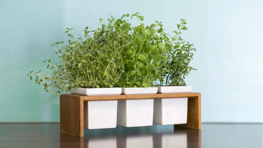 Jak działa doniczka samonawadniająca? Odkryj jej zalety i mechanizm