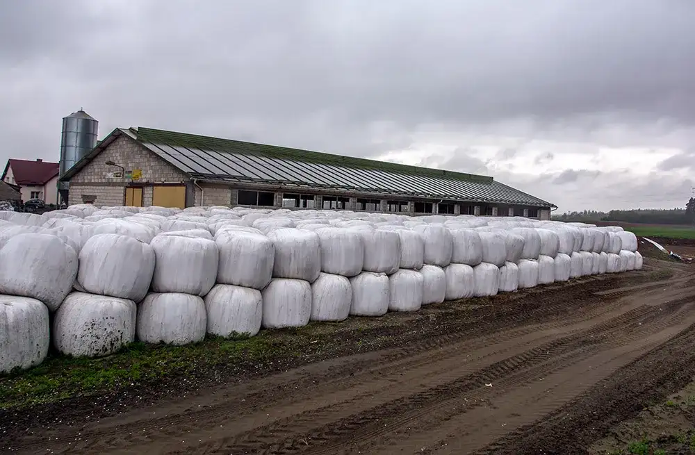 Odległość chlewni od domu: ile metrów i co mówi prawo? Sprawdź DJP!