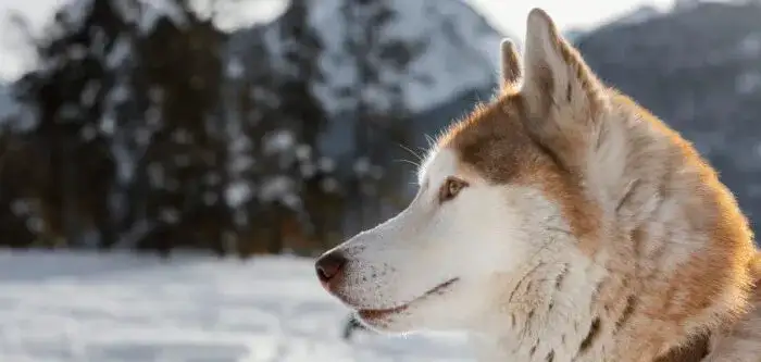 Ile km dziennie potrzebuje husky? Sprawdź, jak zadbać o jego zdrowie i kondycję