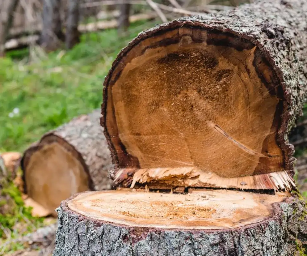 Wycinka drzewa: kiedy możesz, kiedy musisz mieć zgodę?
