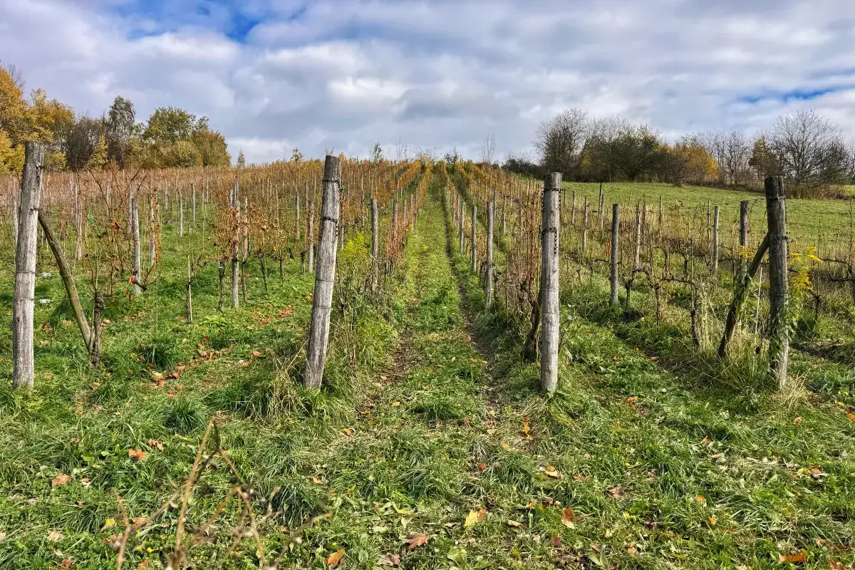 Zator i okolice: Co zwiedzić? Odkryj sekrety Doliny Karpia!