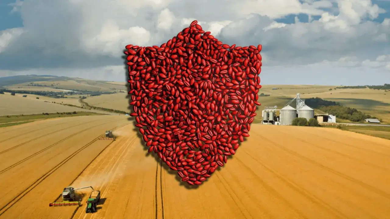 Jaka zaprawa do łubinu? Skuteczna ochrona przed chorobami