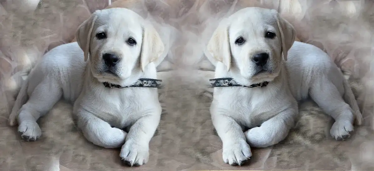 Jak wytresować psa labradora: Kompletny poradnik na każdy etap szkolenia