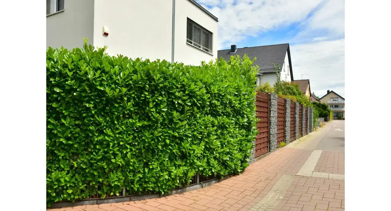 Jak gęsto sadzić laurowiśnię? Poradnik eksperta Karol Wiśniewski