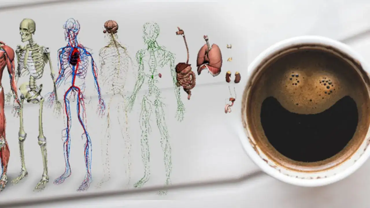 Kawa to narkotyk? Prawda o kofeinie i jej wpływie na mózg