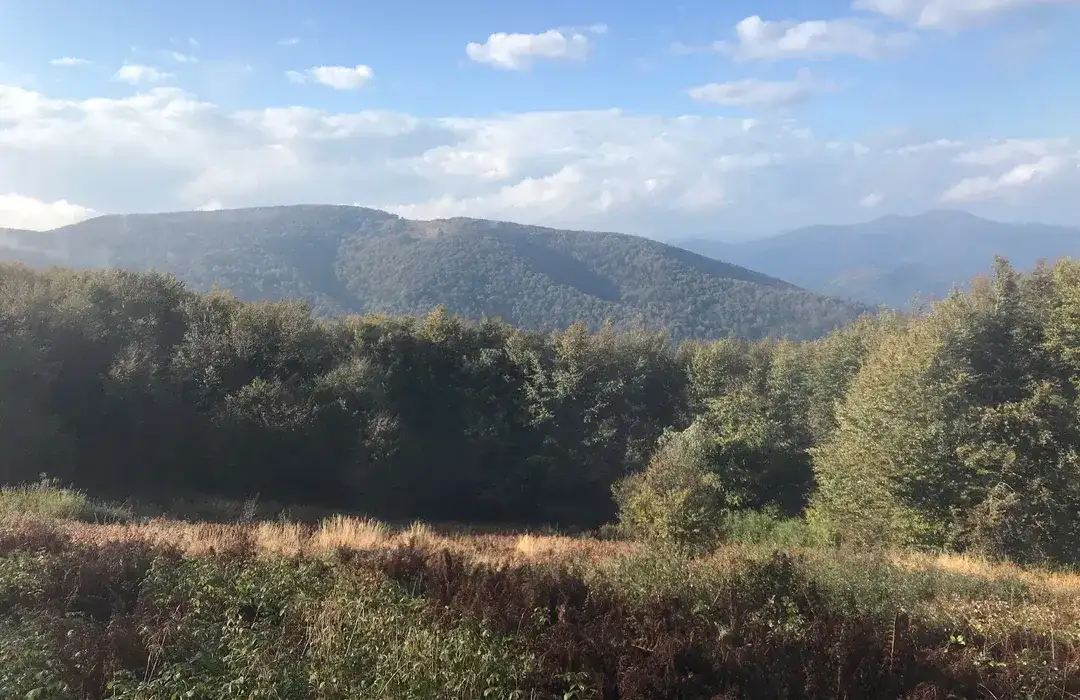 Gdzie na spacer z psem w Podkarpackiem? Odkryj najlepsze miejsca