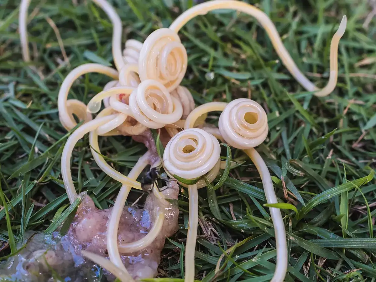 Pasożyty jelitowe, które mogą być przyczyną, dlaczego pies wymiotuje po tabletce na odrobaczenie.