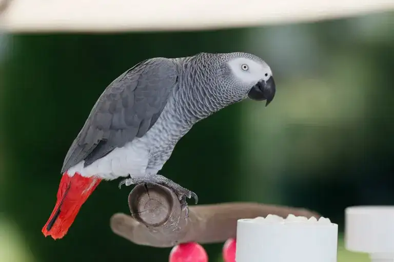 Jak zarejestrować hodowlę papug i uniknąć problemów prawnych