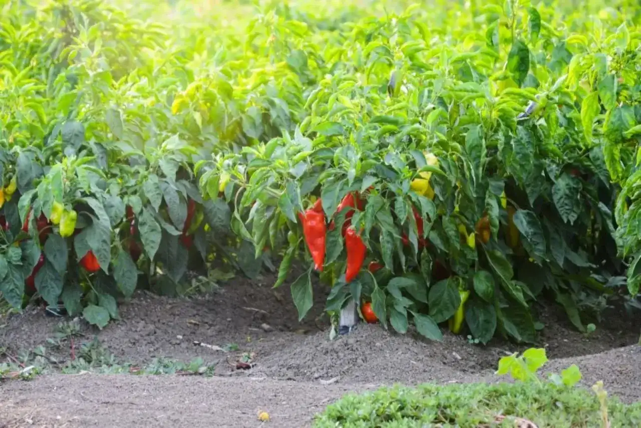 Jak pielęgnować paprykę w gruncie, aby uniknąć najczęstszych błędów