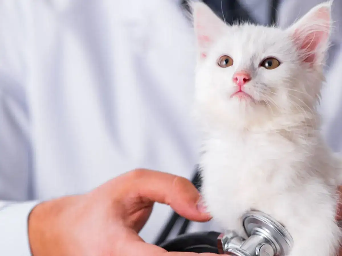 Biały kotek z różowym noskiem badany stetoskopem przez weterynarza.