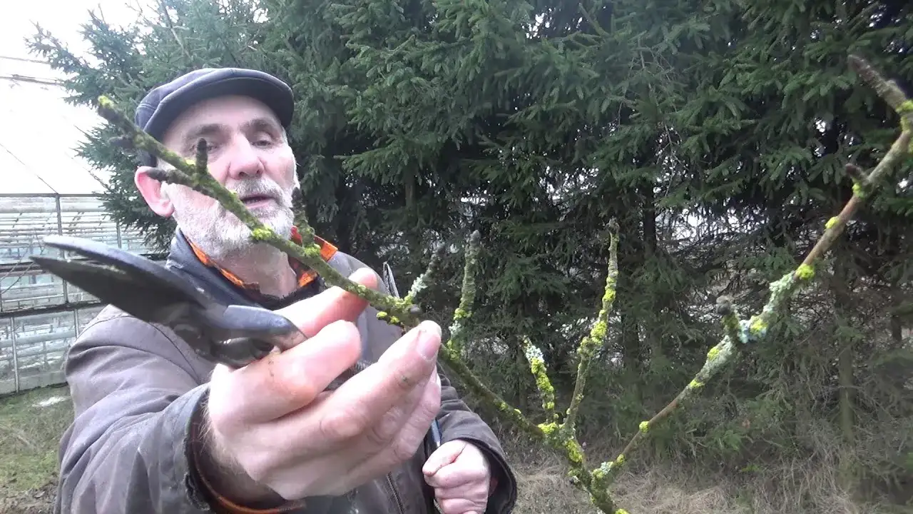 Jak przycinać nowo posadzone drzewka owocowe, aby uniknąć błędów