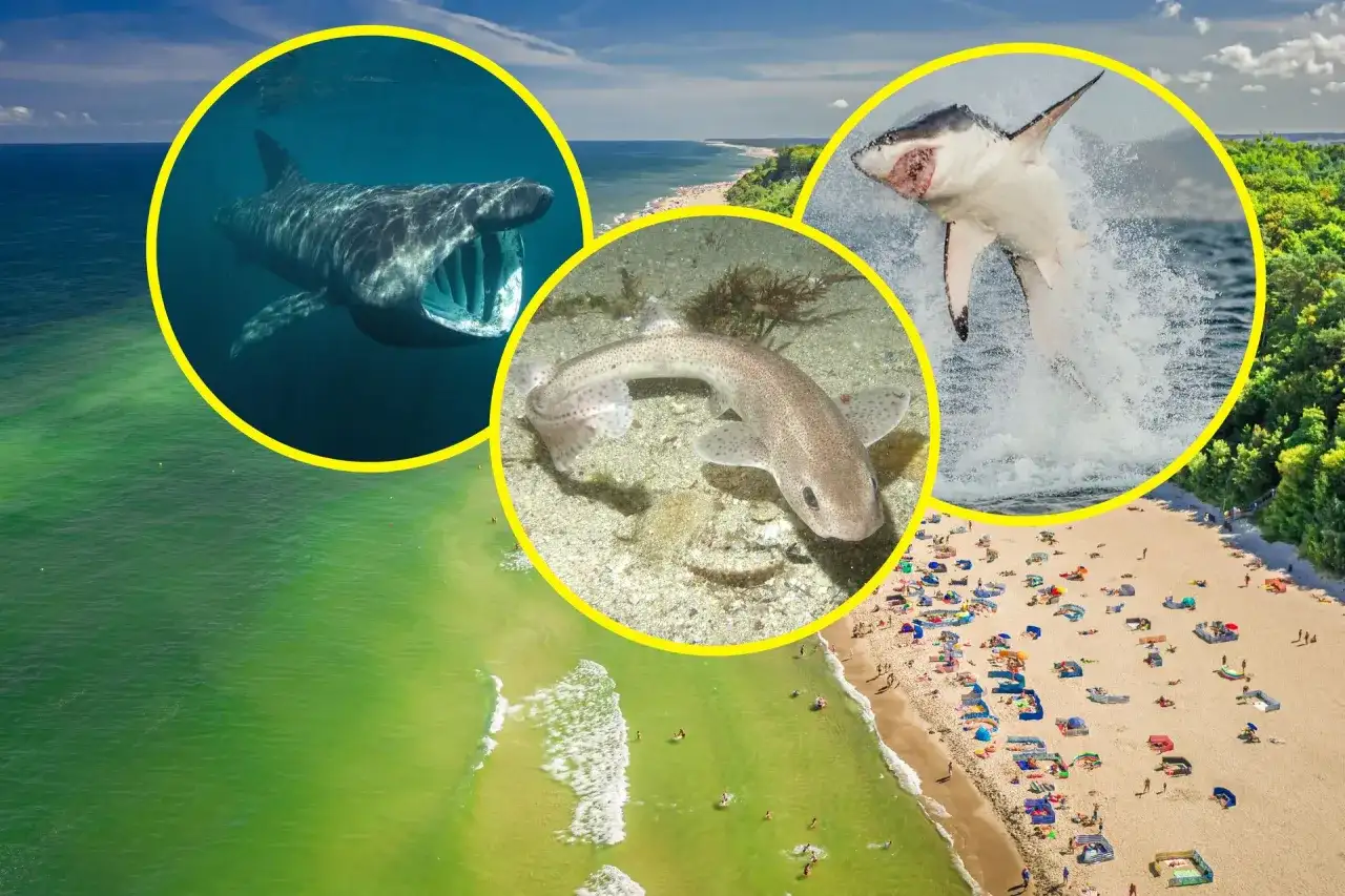 Czy rekiny są w Bałtyku? Fakty o ich obecności i bezpieczeństwie