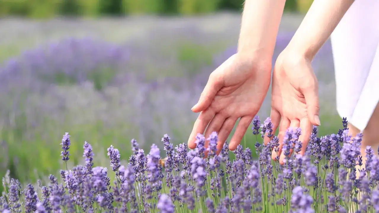 Dlaczego lawenda nie kwitnie? Oto najczęstsze przyczyny braku kwiatów