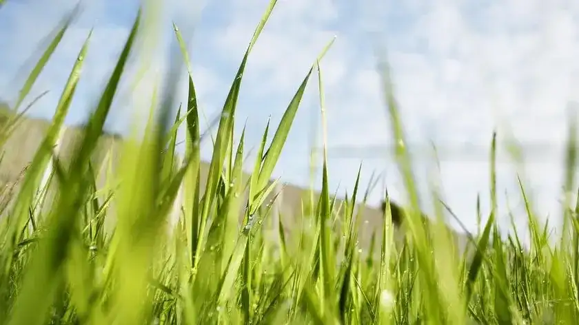 Sennik: Co oznacza zielona trawa we śnie? Poznaj symbolikę marzeń