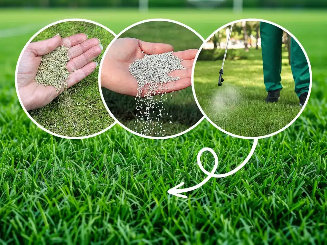 Ile polifoski na trawnik? Odpowiednie dawkowanie dla zdrowego trawnika