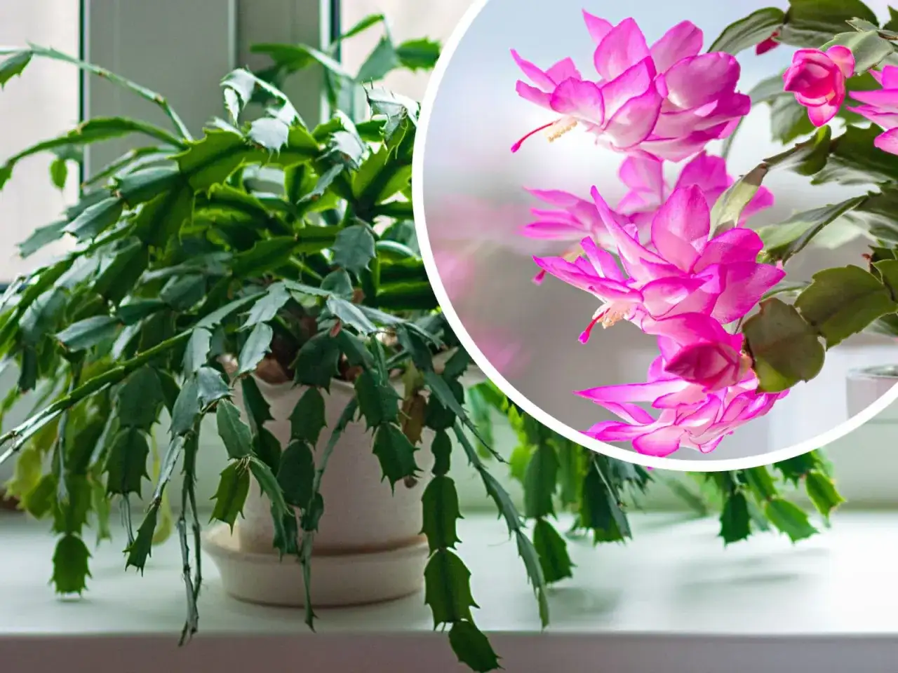 Grudnik: Jak pielęgnować, by pięknie kwitł? Poradnik