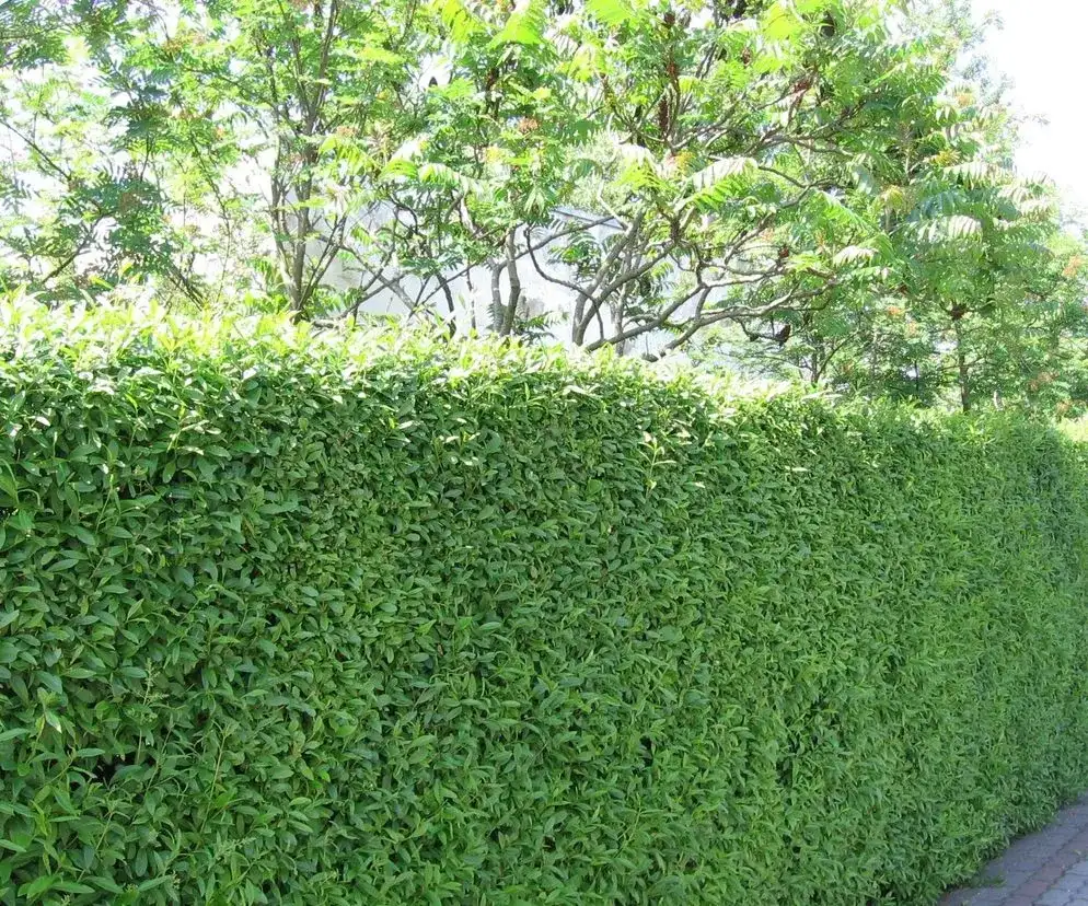 Kiedy sadzić żywopłot z ligustru, aby uniknąć błędów i zapewnić szybki wzrost