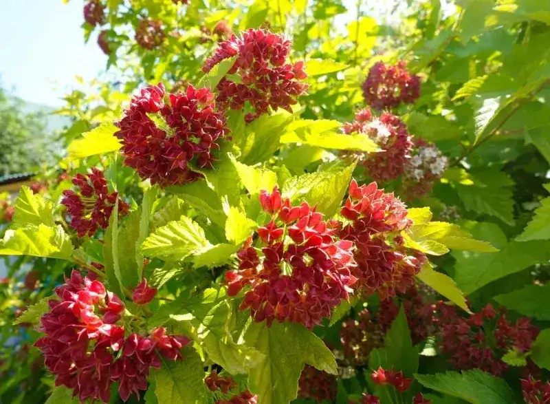 Co posadzić obok pęcherznicy, aby stworzyć piękną kompozycję?