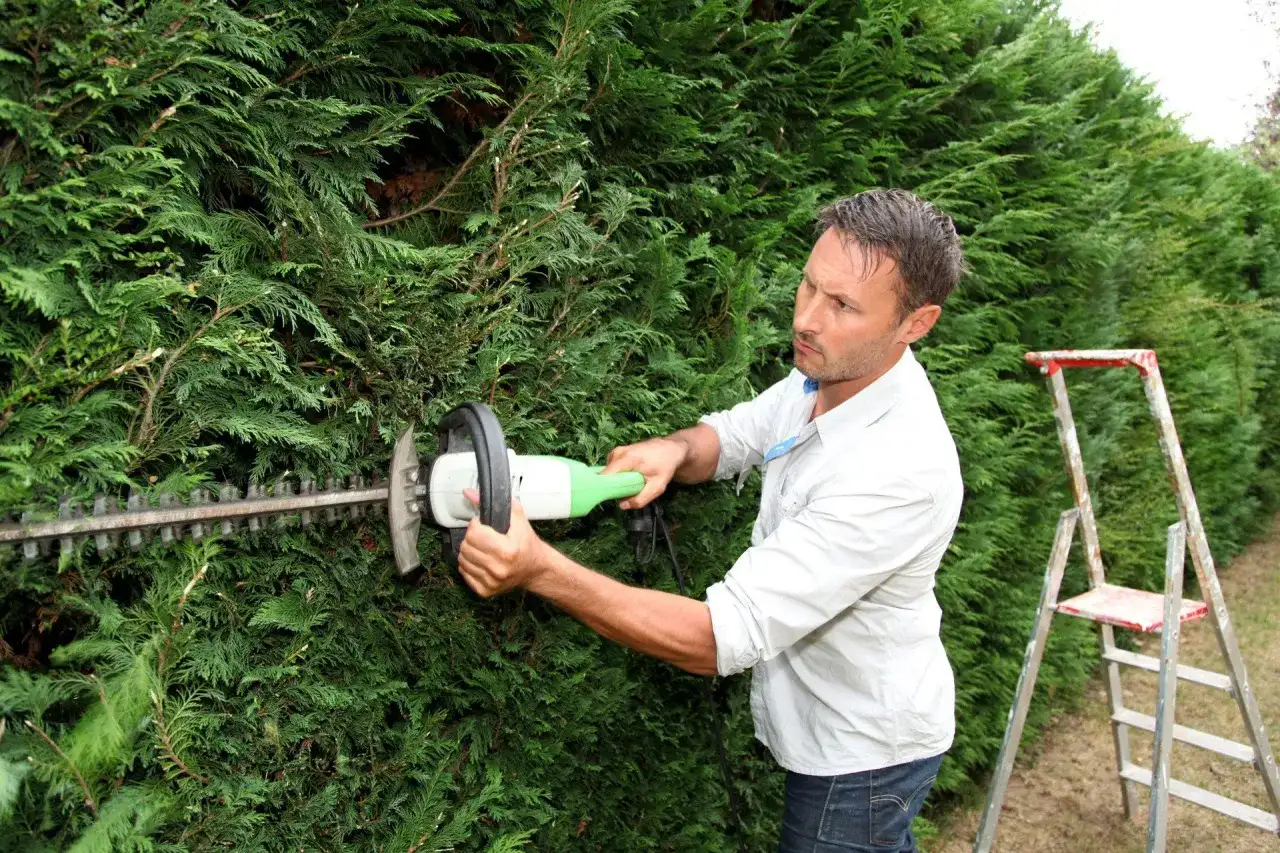 Jak wybrać nożyce do tui? Poradnik eksperta dla pięknego żywopłotu