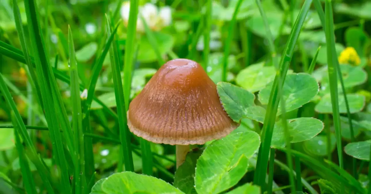 Łysiczka Lanc. w Polsce: Identyfikacja, Pułapki i Prawo