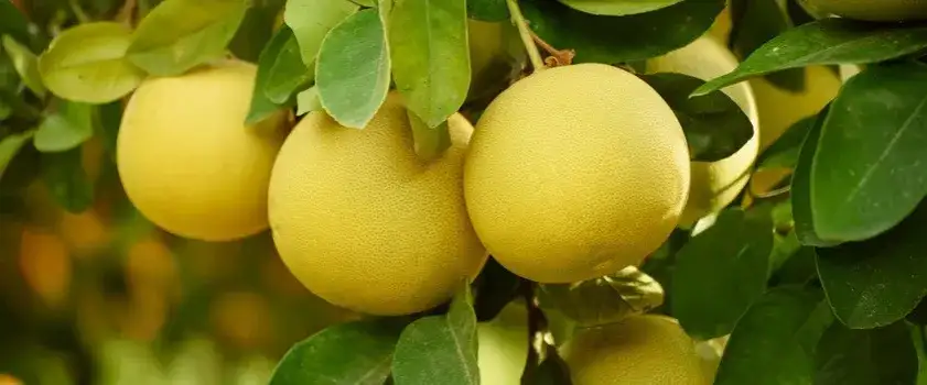 Kiedy sezon na pomelo w Polsce? Oto najlepszy czas na zakupy