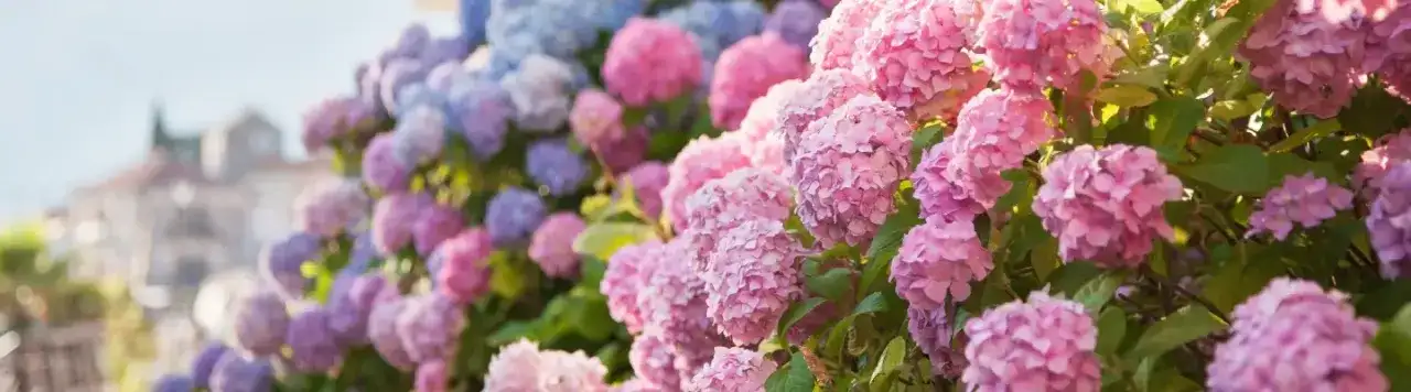 Kwiaty od wiosny do jesieni: wybierz gatunki i pielęgnuj je