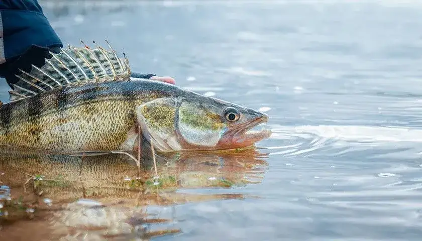 Skuteczne przynęty na sandacza: Przewodnik po wyborze i łowieniu