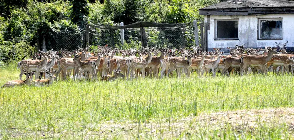 Hodowla danieli po co? Odkryj korzyści i opłacalność tej działalności
