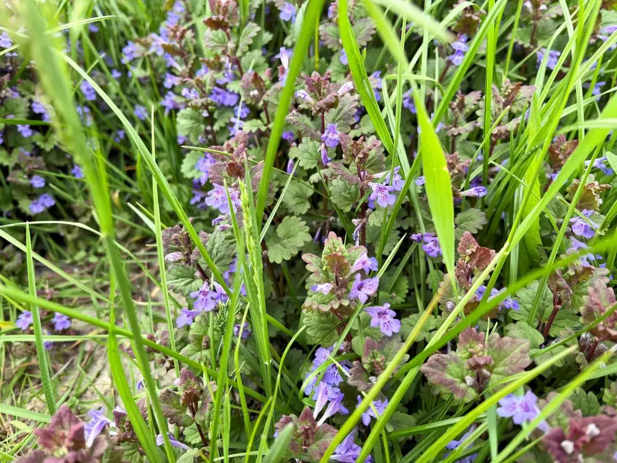 Kępka chwastów z drobnymi fioletowymi kwiatami i zielonymi liśćmi, otoczona trawą.