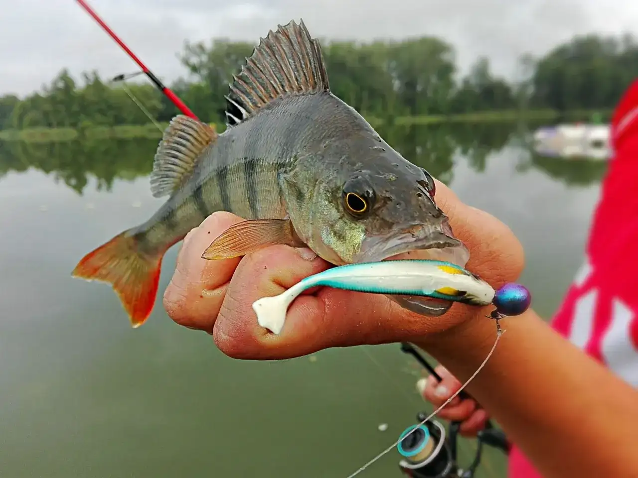 Okoń na spławik: Opanuj technikę i łów więcej! Poradnik