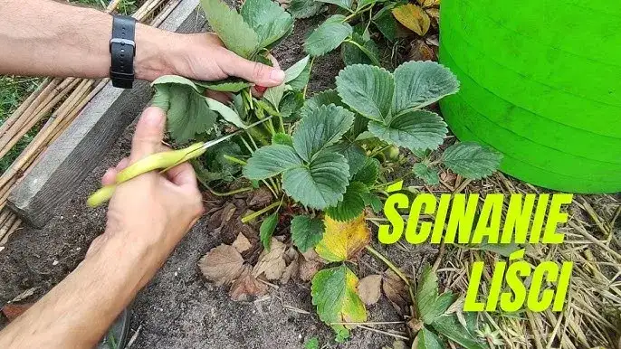 Jak przycinać truskawki, aby uniknąć błędów i poprawić plony