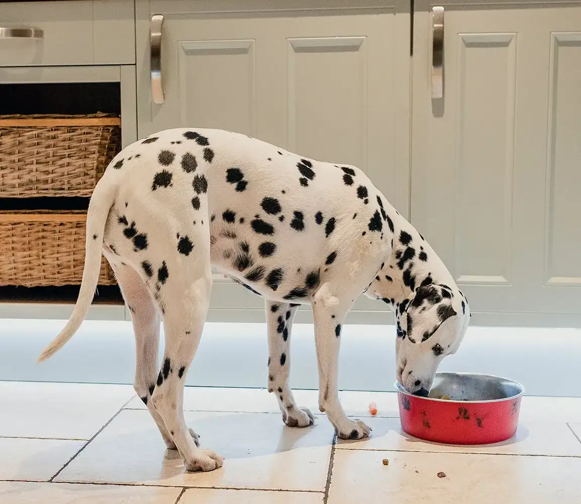 Czy pies może jeść makaron? Ważne zasady i potencjalne ryzyko