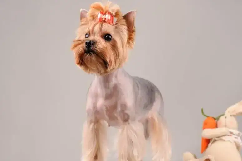 Top 5 fryzur dla yorka: jak dobrać najlepsze uczesanie dla twojego psa