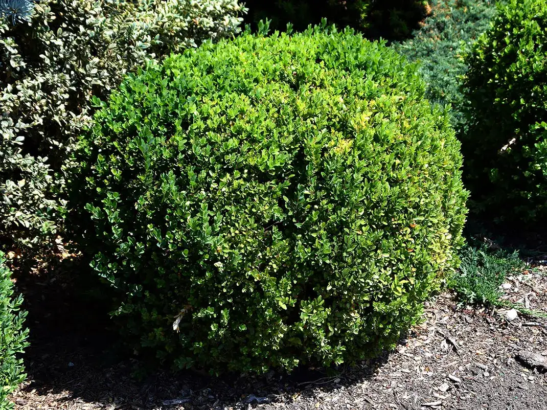 Co ile sadzić bukszpan na żywopłot, aby uniknąć błędów w ogrodzie