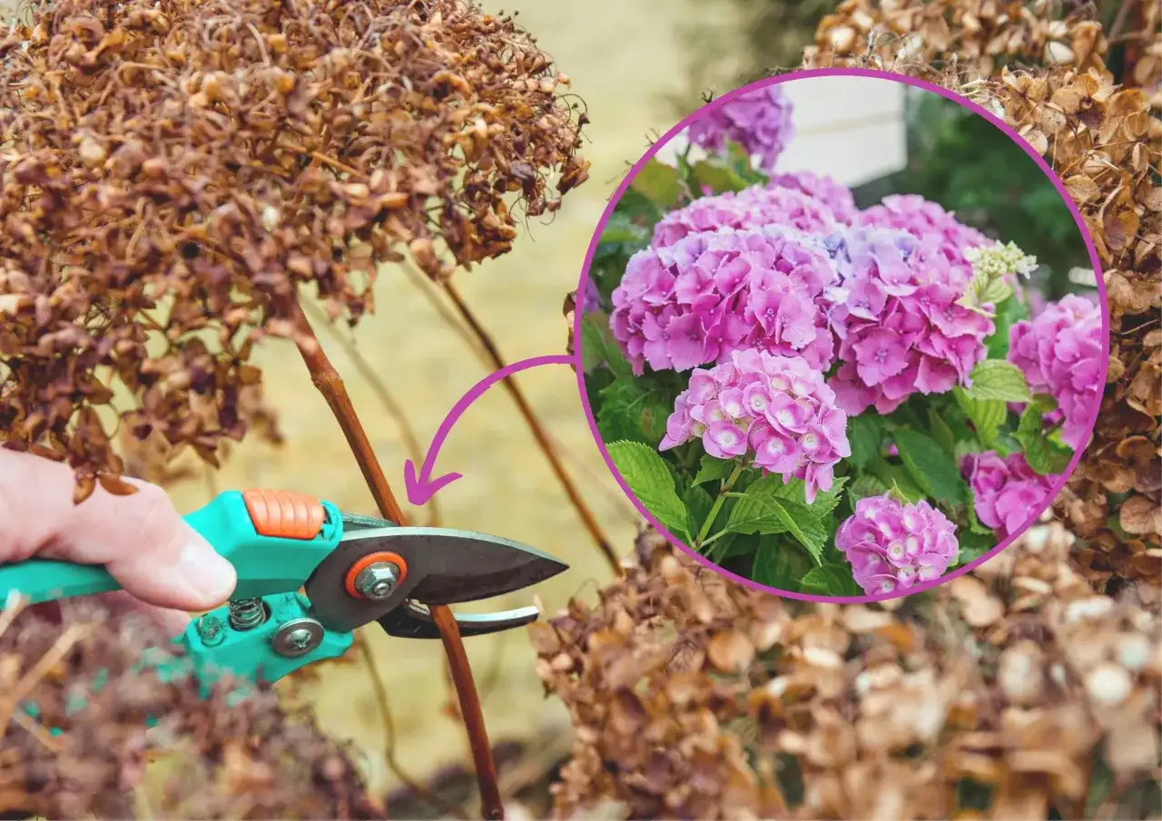 Kiedy przycinać hortensję ogrodową, aby uniknąć błędów w pielęgnacji