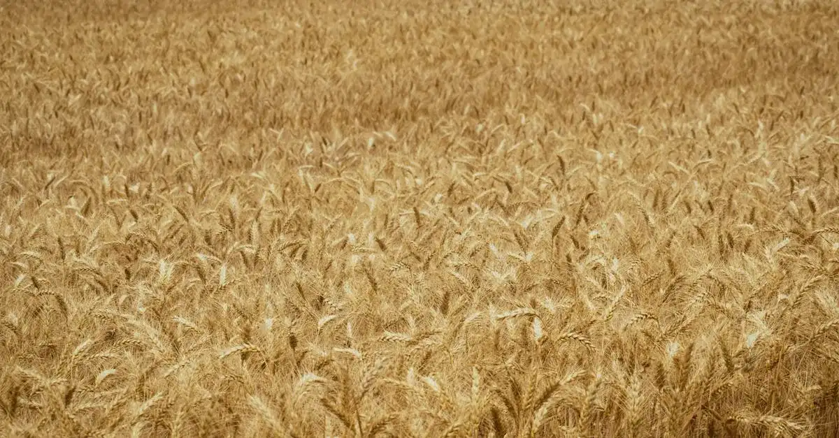 Jakie są obecne ceny zbóż w 2025 roku? Analiza i prognozy