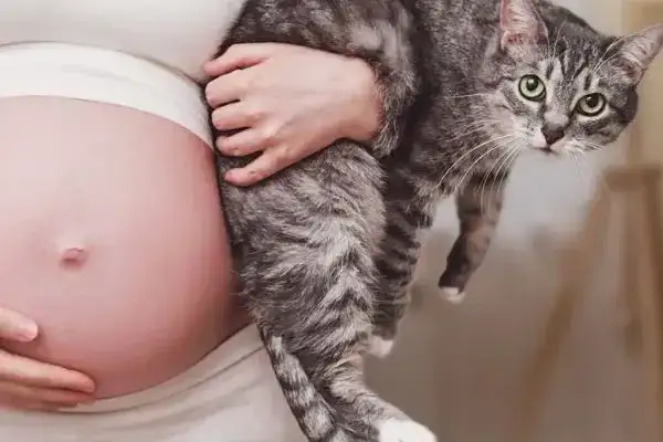 Toksoplazmoza w ciąży objawy - jak je rozpoznać i co oznaczają?